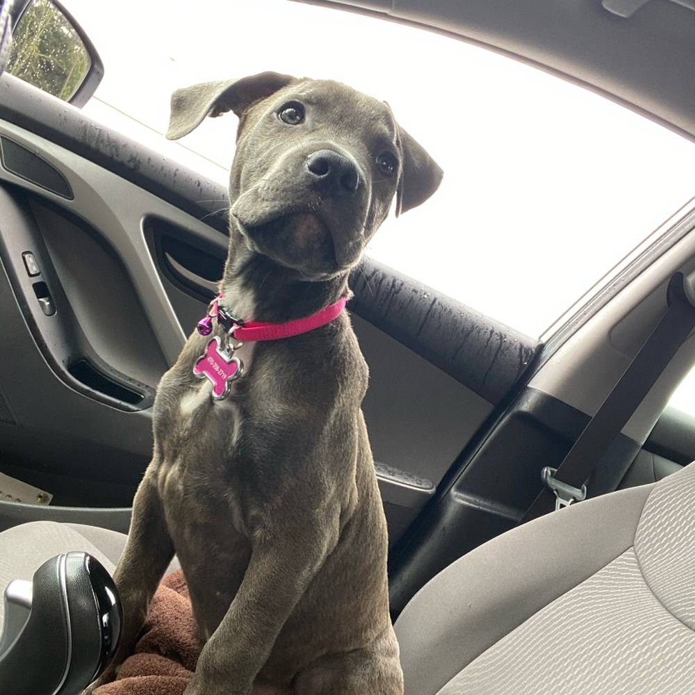 Meet your Posher, Maia